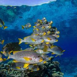 die Photographin tauchte jeweils mit .... das waren meine lieblings Fischschwärme