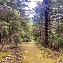 Der Abstieg nach Kardaras verlief grösstenteils auf einem Waldpfad.