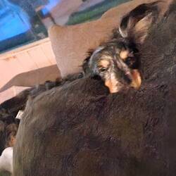 Unser opi Benny im schlafmodus