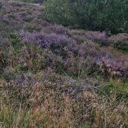 Oh wie schön die heide blüht