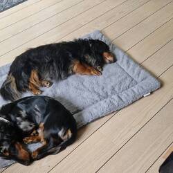 Unsere zwei Mäuse kaputt von der fahrt
