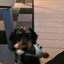 Pauli in spielelaune