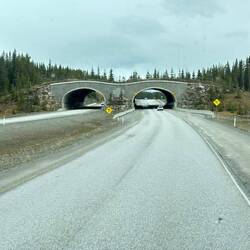 Eine von 25 Tierbrücken (die auch genutzt werden)