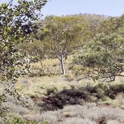 Dingo gegen Känguru