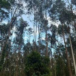 Pateira de Fermentelos