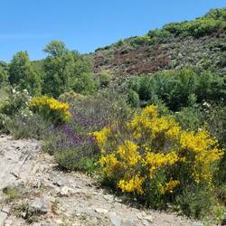 The path is very pretty all the way with wild lavender and flowers