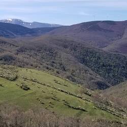 Moo