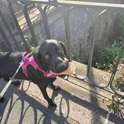 Niska found a discarded baguette on our evening walk and wasn't going to give it up