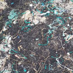 Leider auch das ganz viel am Strand