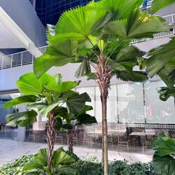 Die Palmen am Weg zum Pool im Hotel