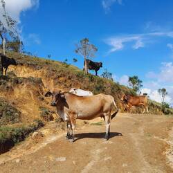 auf der Wanderung ins nächste Dorf
