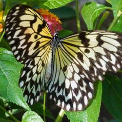 Schmetterling du kleines ding