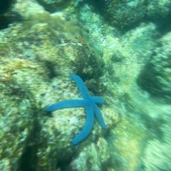 Blauer seestern