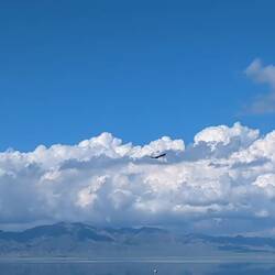 Bird of prey sweeping the hillside