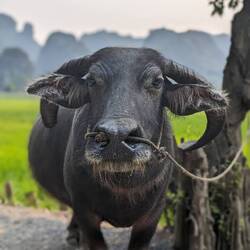 After this trip, I've decided I'd like a pet water buffalo