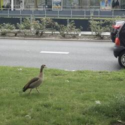 Große Enten