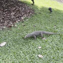 Von den Dinosauriern liefen mindesten zehn herum