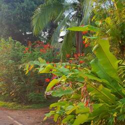 finden wir eine reiche Pflanzenwelt vor..