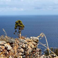 Der Brokoli-Tree 😊