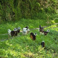 The goats doing what goats do