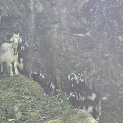 Slightly menacingly staring goats
