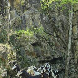 Goats checking out Niska