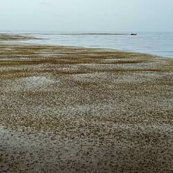 ein Riesen Sargassumteppich