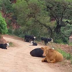Nicht nur schlechte Straßen, auch solche Hindernisse. Und keine steht auf!