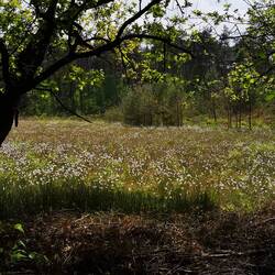 Wollgraswiese im Schott