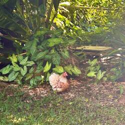 here you can get fresh eggs