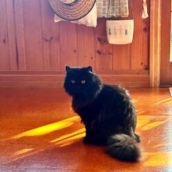 my new friend Jack 🐈‍⬛