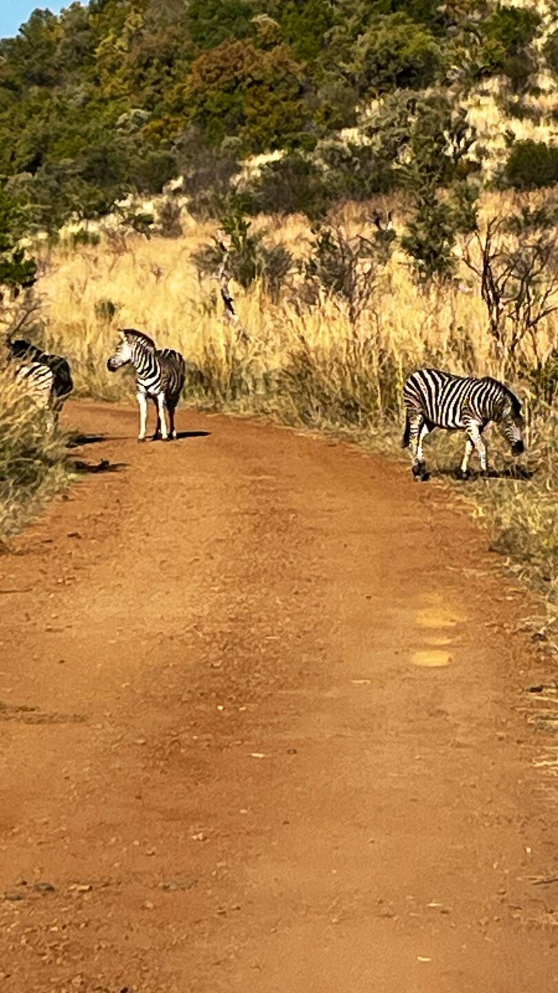 Zebra crossing