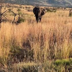 Angry elephant looking for a mate