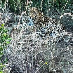 Leopard well camouflaged