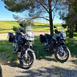 Die Tiger machen Pause