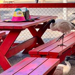 huge birds … no idea what they are called