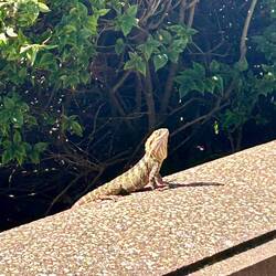 another species 🦎