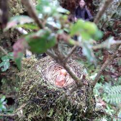 Ein Vogelnest am Wegesrand