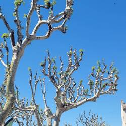 Sadly, these sycamore trees have fungus and are dying off in France.