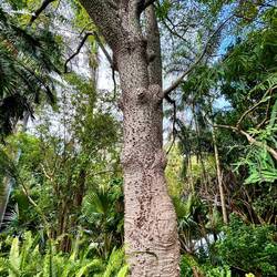 cool spikes, for protection from animals