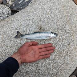 Fishermen's Beute, 1 von ca. 15 der Rest war zu klein