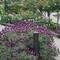 There are roses all over Osaka and parks full of people smelling them