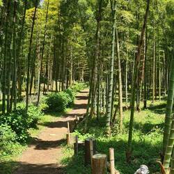 You walked to the onsen through a bamboo grove