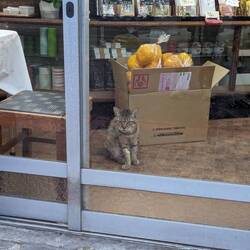 There are a lot of cats and this one was particularly moody