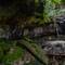Moss Garden