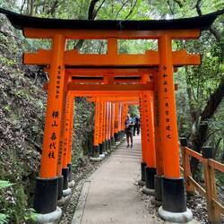 Torii gates for days