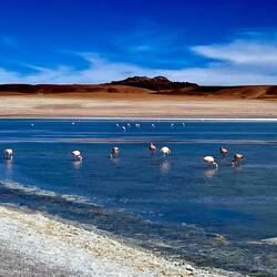 Flamingos in der Laguna Colorada.