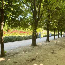 Palais Royal gardens and roses
