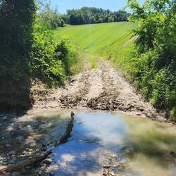 I crossed the creek using that branch!