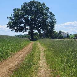 The Big Oak - Via Francigena. Apparently, it's a thing
